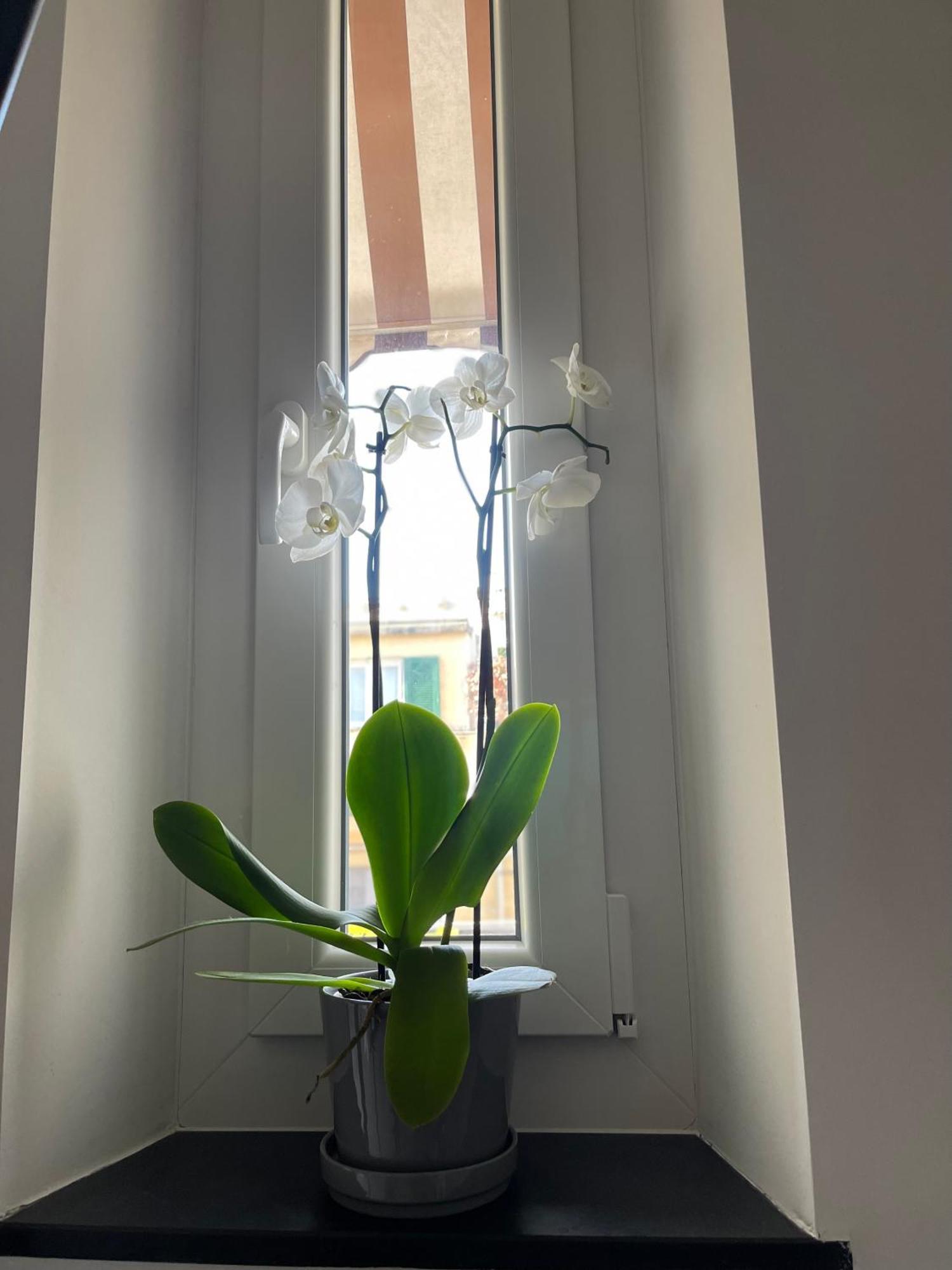 Casa Ideale Cenova Dış mekan fotoğraf